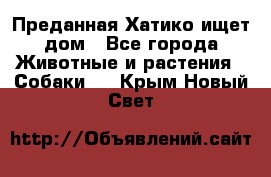 Преданная Хатико ищет дом - Все города Животные и растения » Собаки   . Крым,Новый Свет